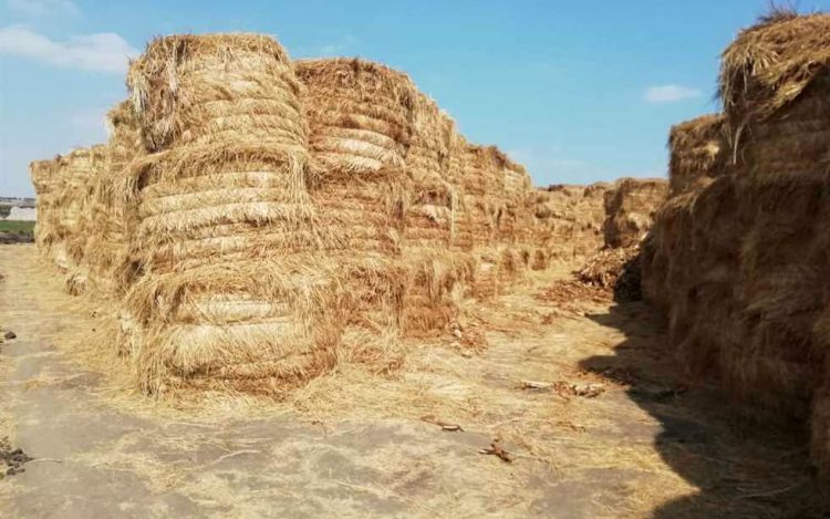 Environment announces that 518 thousand tons of rice straw have been collected