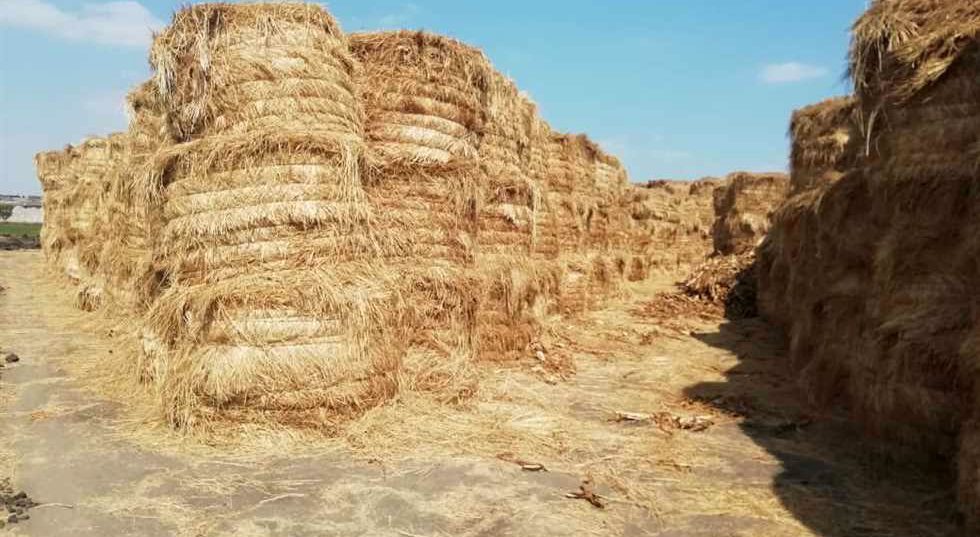 Environment announces that 518 thousand tons of rice straw have been collected