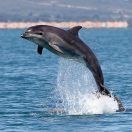 Snatching Three Meters of Plastic Hoses from a Dolphin Stomach on the Egyptian Coast