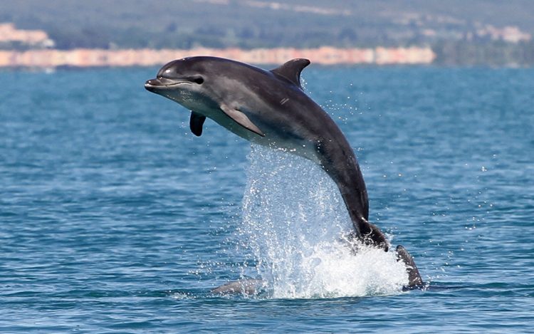 Snatching Three Meters of Plastic Hoses from a Dolphin Stomach on the Egyptian Coast