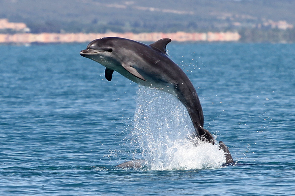 Snatching Three Meters of Plastic Hoses from a Dolphin Stomach on the Egyptian Coast
