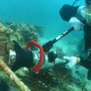 حماية البيئة البحرية